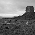 Late Evening at Entabeni Safari Conservancy