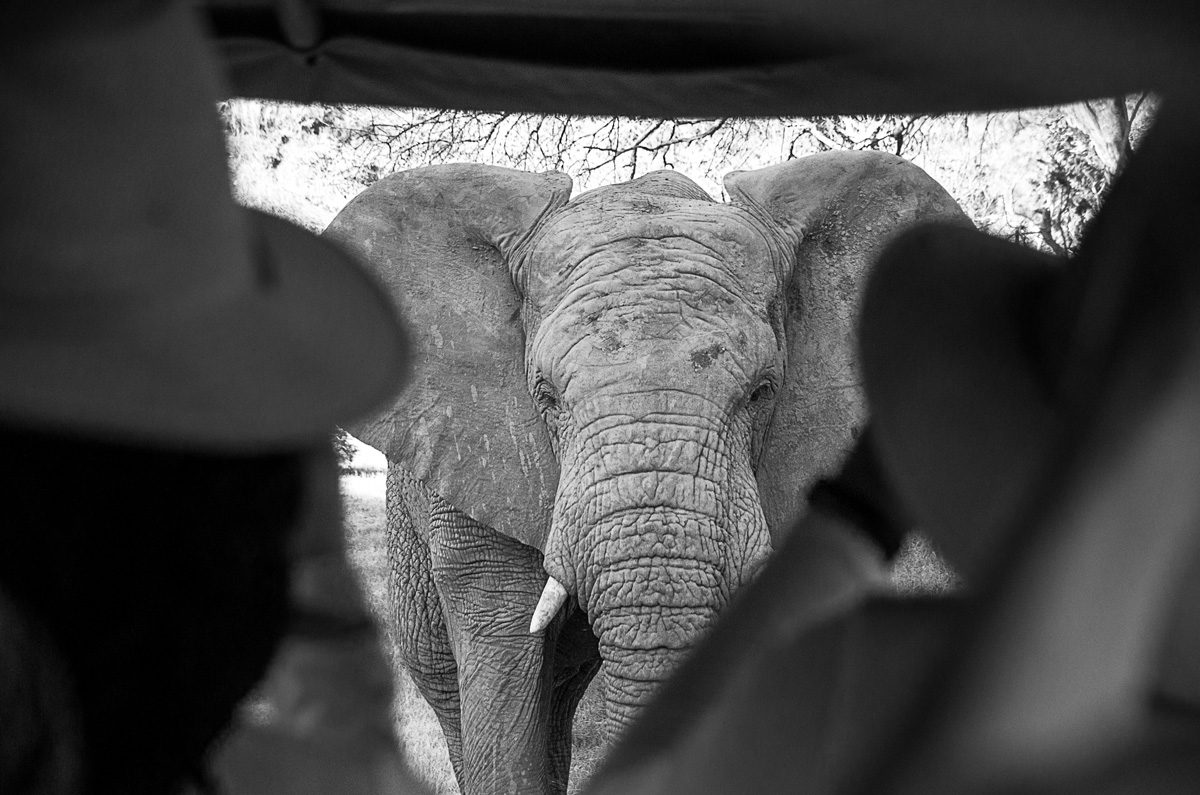 No. 7A African Safari in Black and White, Part 1