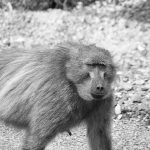 Baboon on the Road