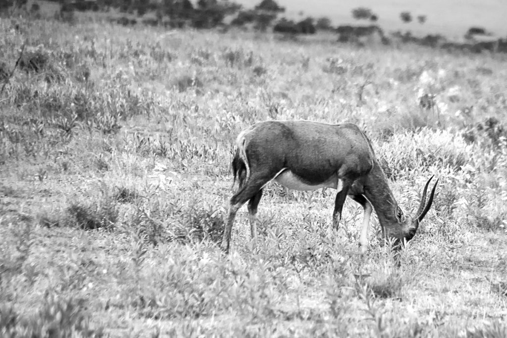 Bontebak Antelope