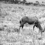 Bontebak Antelope