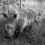 female white rhino and youngster