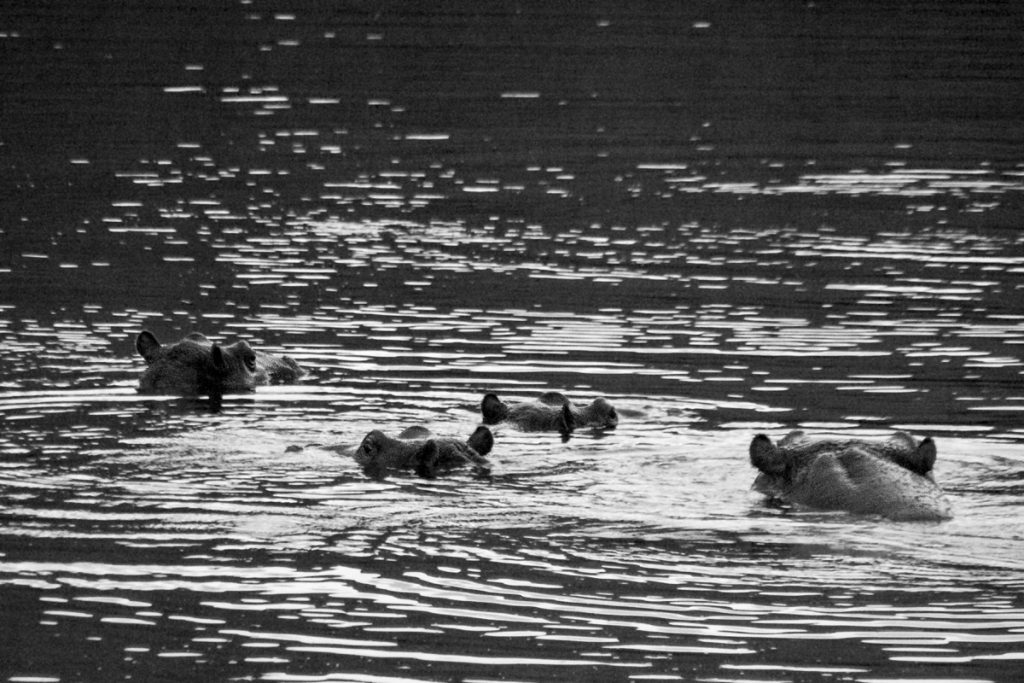 Hippos near Dusk