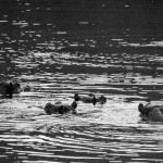 Hippos near Dusk