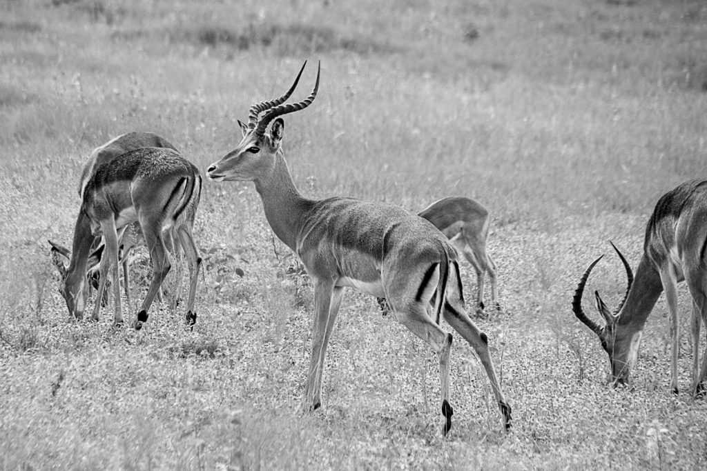 Impala Herd