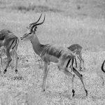 Impala Herd