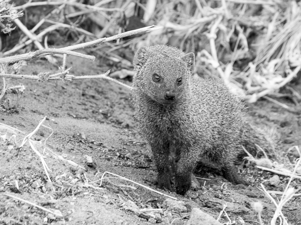 Mongoose