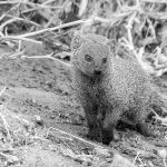 Mongoose