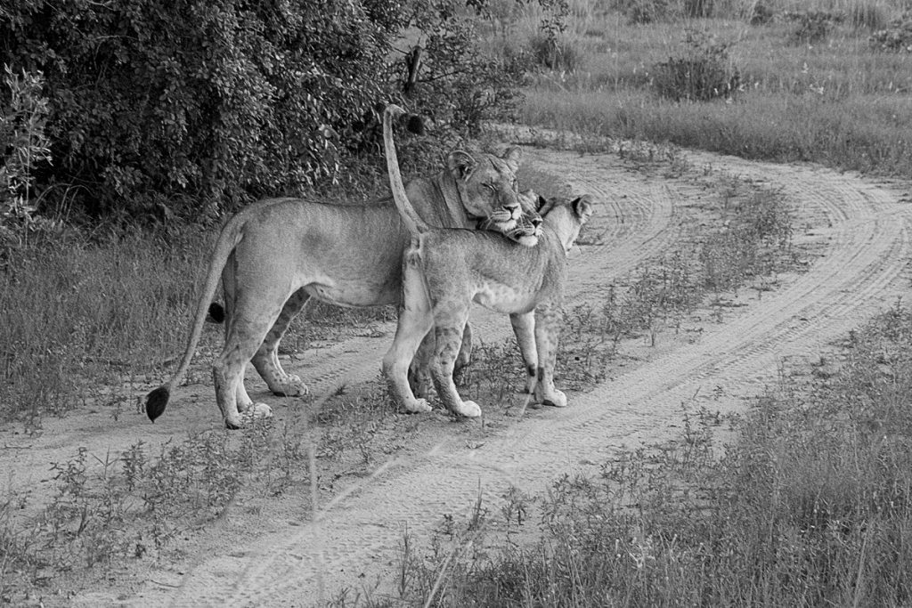 Mother and Cubs Laze Down the Road