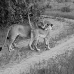 Mother and Cubs Laze Down the Road