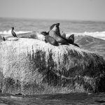 Seals on a Rock