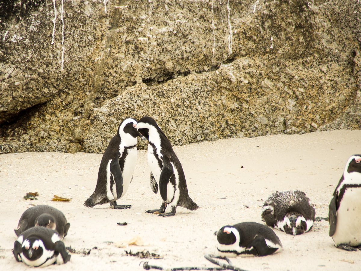 No. 5. Jackass Penguins