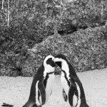 Smooching on the Beach