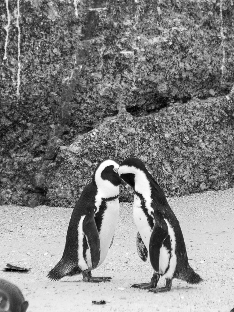 Smooching on the Beach