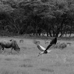 Snake Eagle