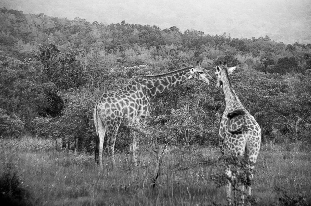 Two Tall Slender Ladies