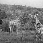 Two Tall Slender Ladies