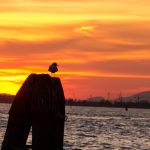 Gull at Sunset