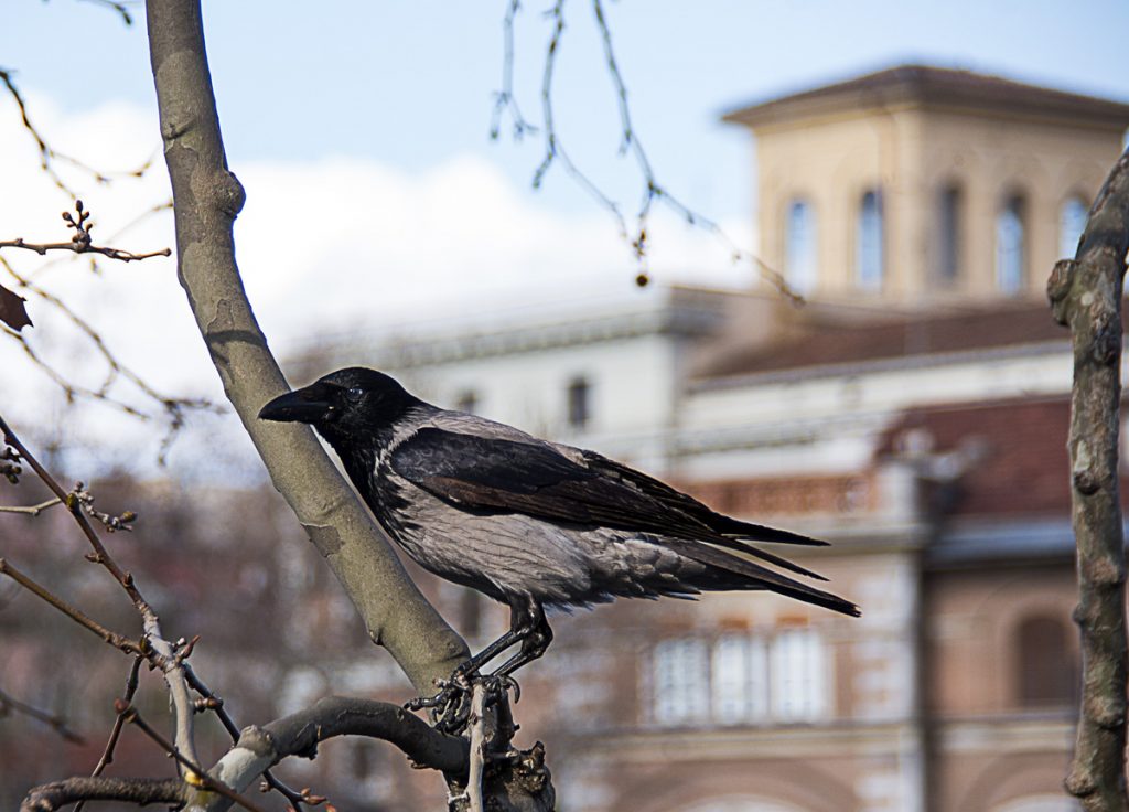 Hooded Crow