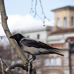 Hooded Crow