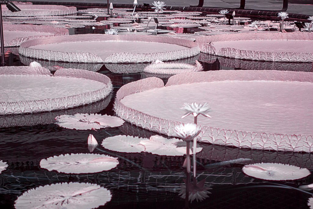 Hybrid Giant Lily Pad