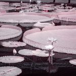 Hybrid Giant Lily Pad