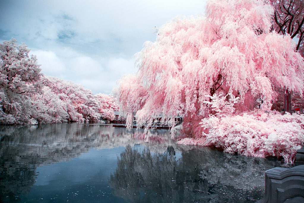 Willow on the Lake