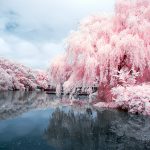 Willow on the Lake