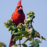 Big Red Atop Little Red