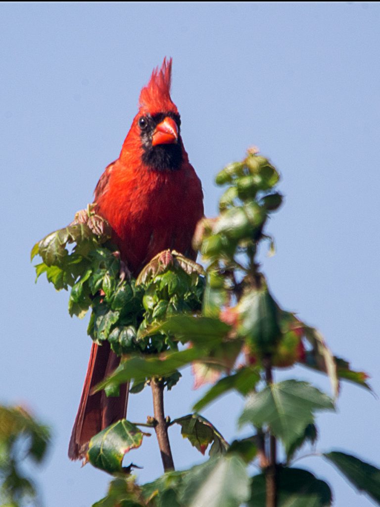 Big Red Atop Little Red