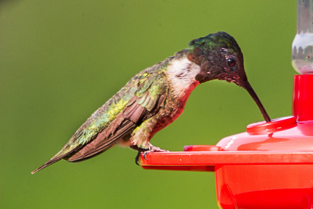 Tasting Sugar