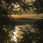 Sundown Through the Trees