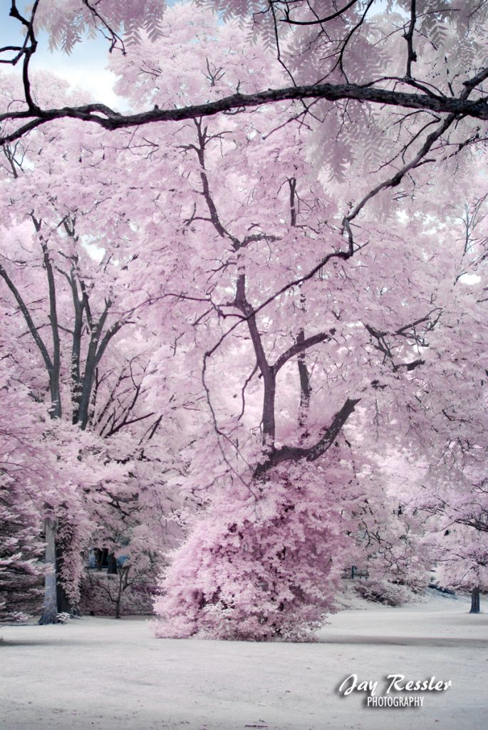 Trees in the Park