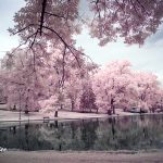 Park Reflections