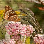 Woodland Fan Dance