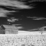 Farm Shed and Tree