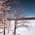 Tree on the Lake