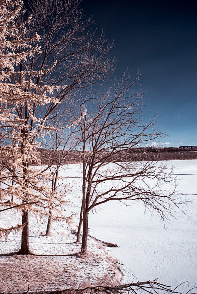 Tree on the Lake