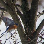 Feeding Flight