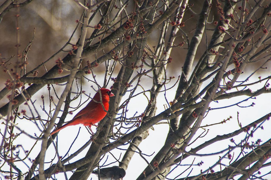 Big Red in a Little Red