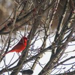 Big Red in a Little Red