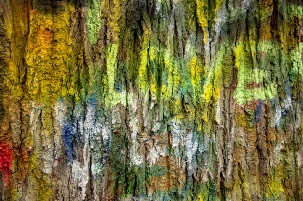 Love on Tree Bark