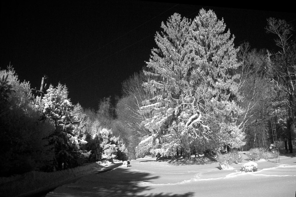 Snow Falling on Pines