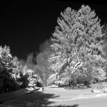 Snow Falling on Pines