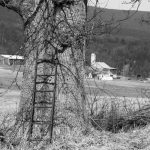 Iron Ladder in a Tree