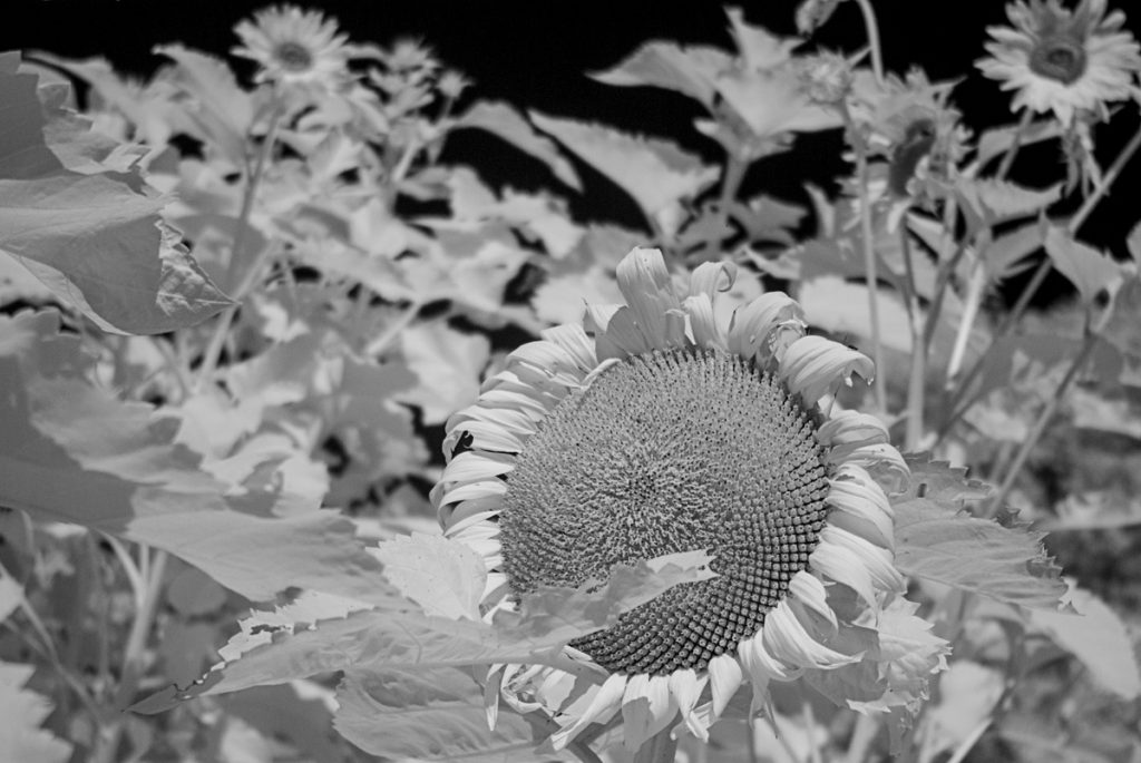 Mammoth Sunflower