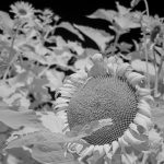 Mammoth Sunflower