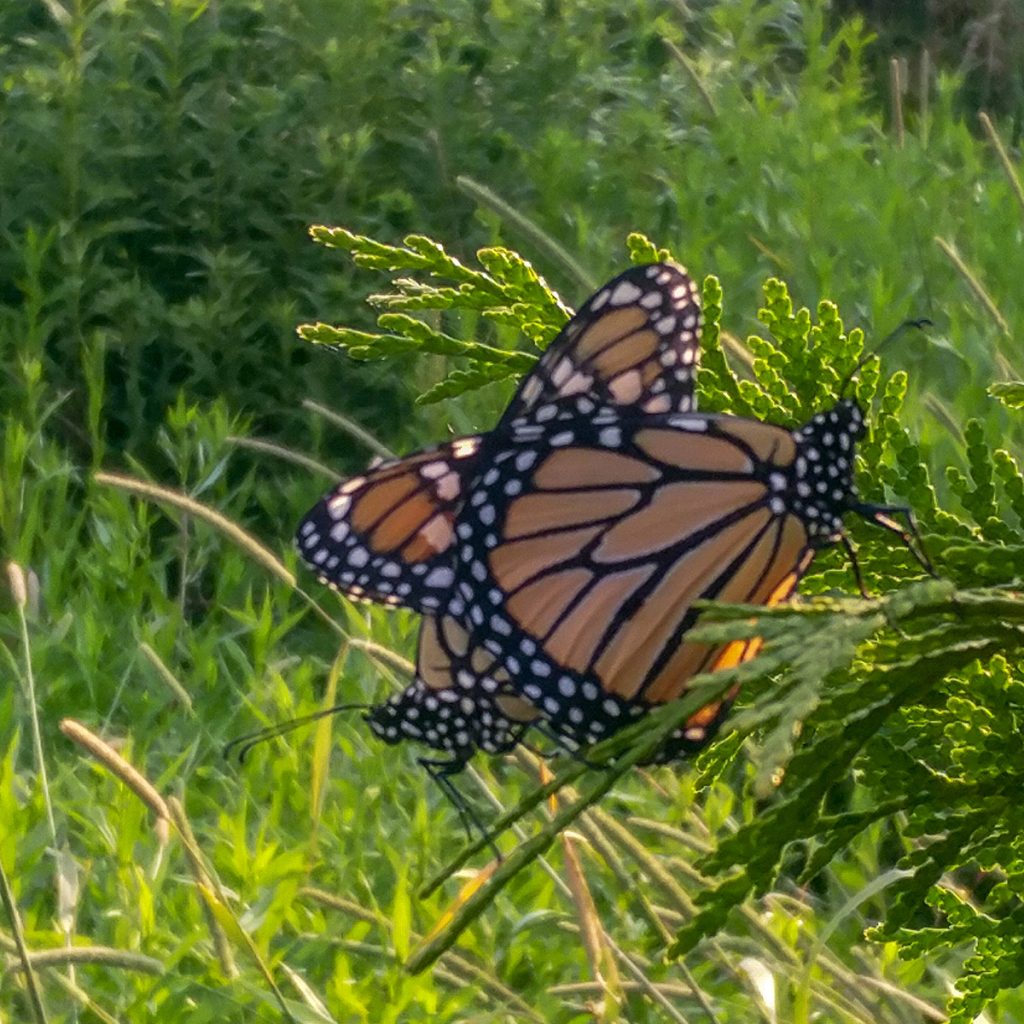 Mating in the Shade