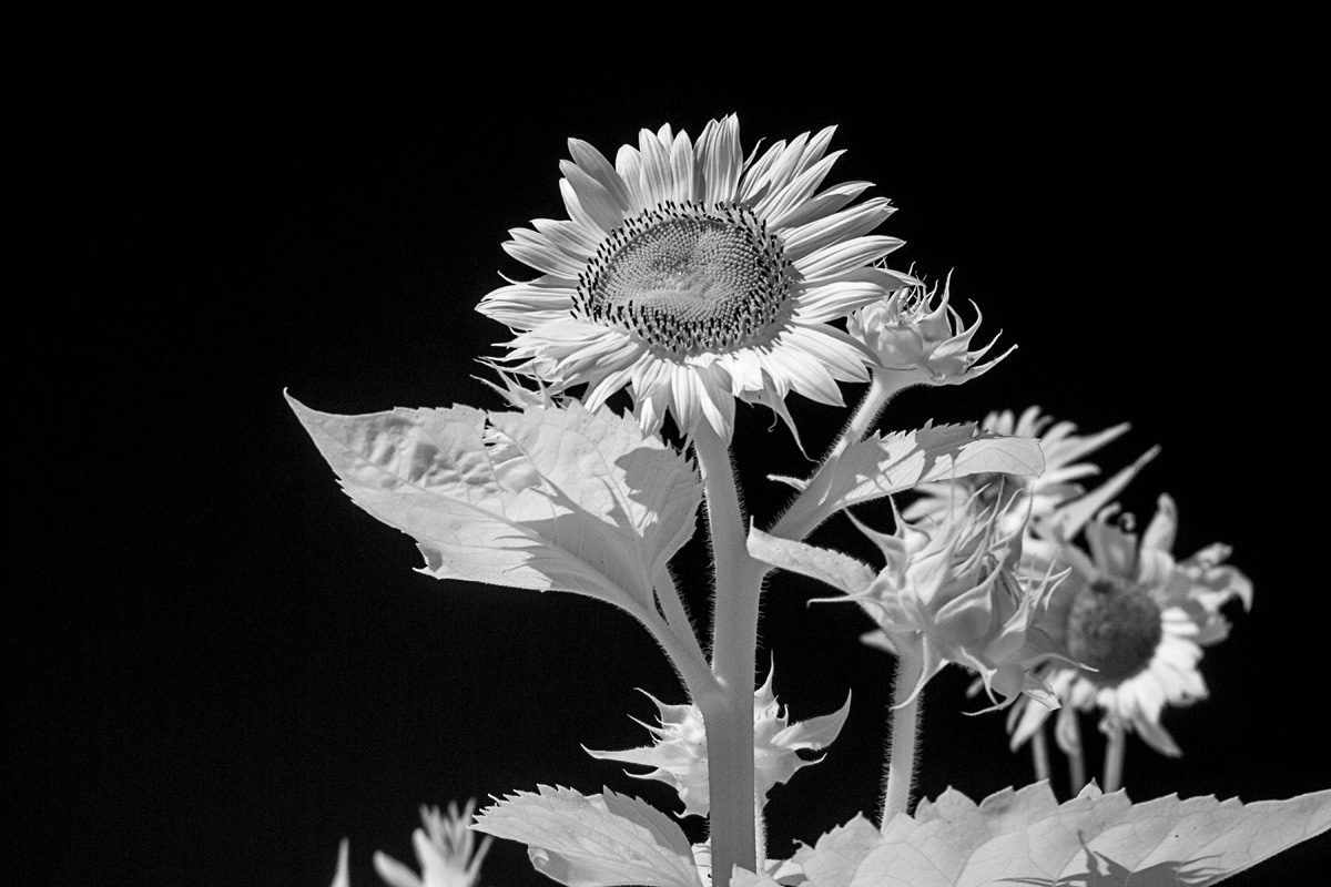 Sunflower reading for the heavens