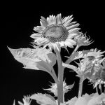 Sunflower reading for the heavens